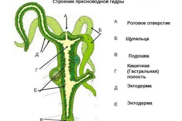 Кракен ссылка 2web krakendark link