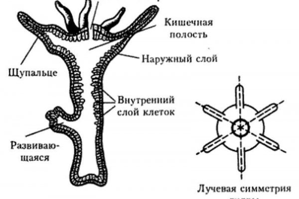 Вход в кракен